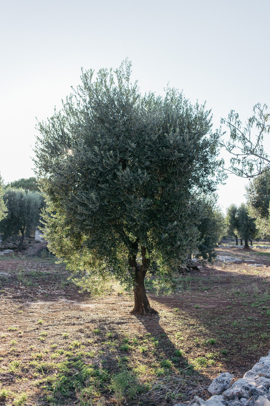 0070-yann-audic-ostuni-puglia-masseria-moroseta-img_9212