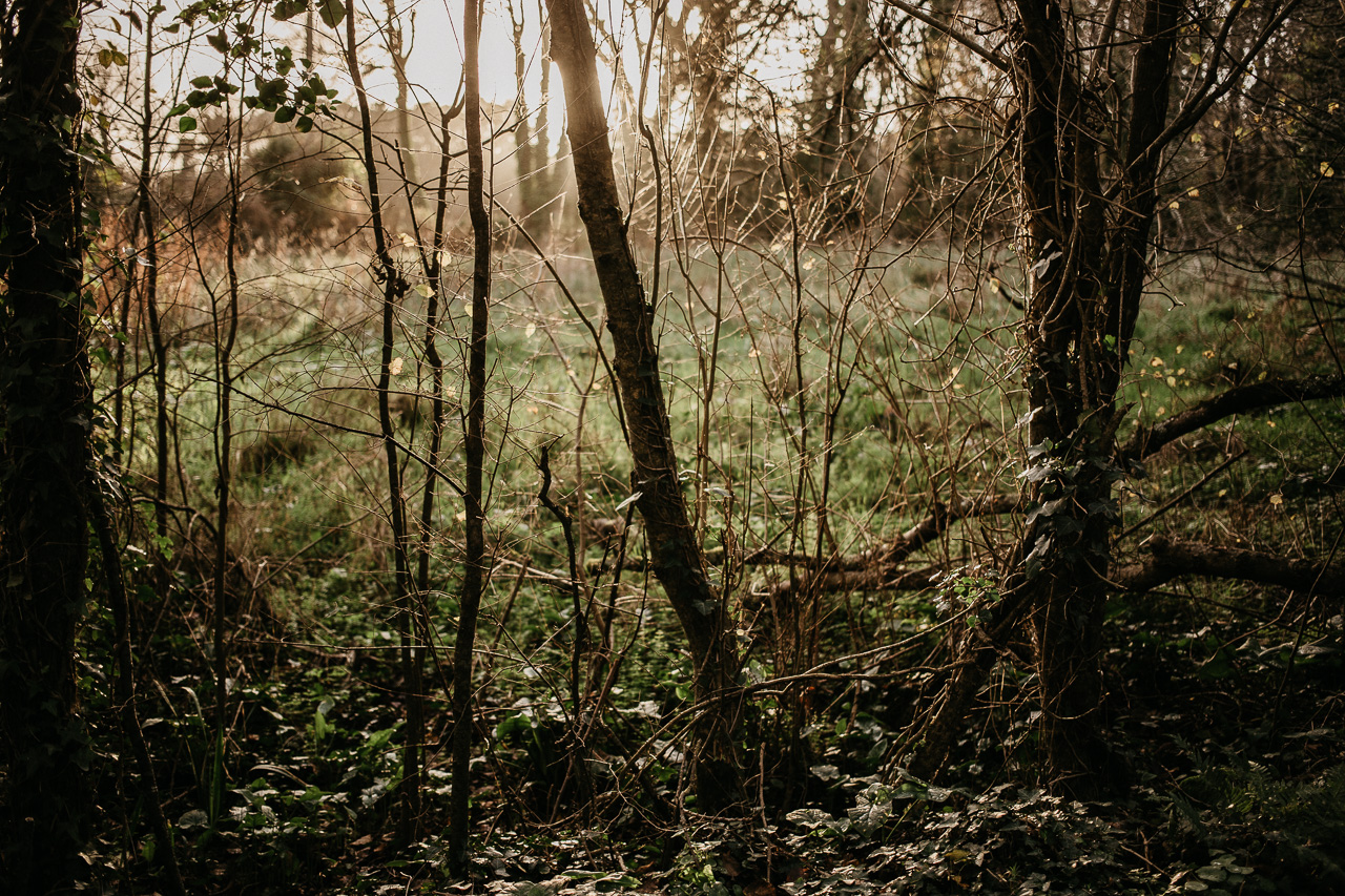 winter light in the forest